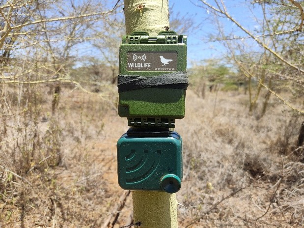 Song Meter Micro 2 AudioMoth Deployment.